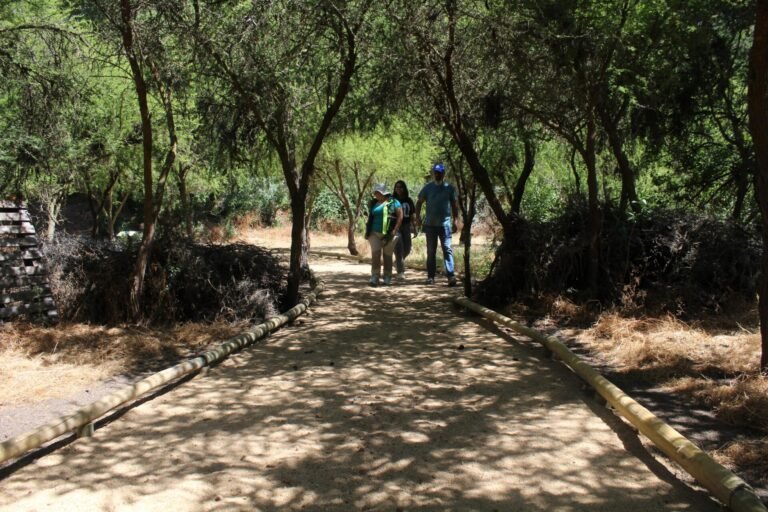 CONAF Construye Sendero Educativo en Casablanca para Valorar el Bosque Nativo