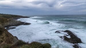 Nueva plataforma permite reportar fauna marina varada desde Quintay y Tunquén
