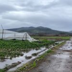 Temporal dejó daños en invernaderos y cultivos de Lo Ovalle