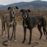 Denuncian a dos galgos atados a un vehículo en Casablanca