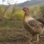 Criadores de Quillota buscan reconocimiento patrimonial para la gallina mapuche