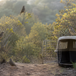 Incautan 70 aves silvestres mantenidas para su venta en Villa Alemana