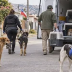 Limache refuerza su ordenanza de tenencia responsable de mascotas