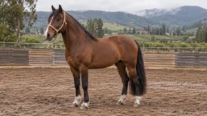 Exposición de Caballos Raza Chilena abre inscripciones en Casablanca