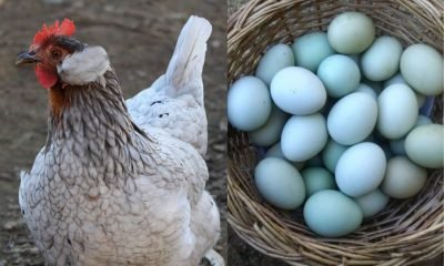 expo gallinas mapuches y ornamentales en la calera: un evento familiar imperdible