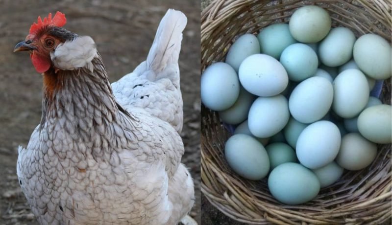 expo gallinas mapuches y ornamentales: la calera celebra sus aves ancestrales