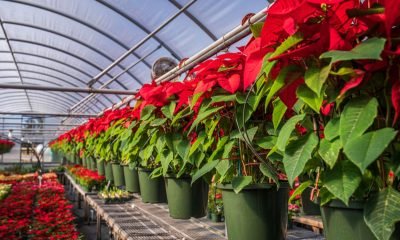 expoviveros quillota: el gran encuentro agrícola de valparaíso