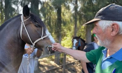 operativo veterinario hijuelas: salud para ganado mayor