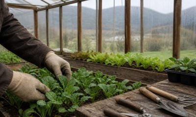 Actividad agrícola en un invernadero del valle de Casablanca