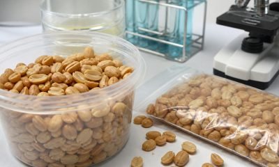 Maní tostado en envases sin marca junto a elementos de análisis de laboratorio