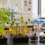 Girasoles saludables y estresados junto a instrumentos de laboratorio escolar