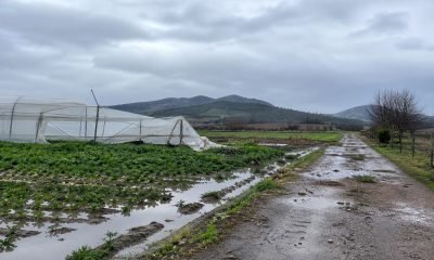 Invernadero y cultivos afectados por lluvias en un paisaje agrícola genérico de Casablanca