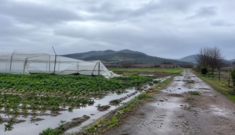 Invernadero y cultivos afectados por lluvias en un paisaje agrícola genérico de Casablanca