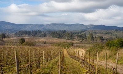 Viñedo de Casablanca preparado para una actividad de degustación y encuentro