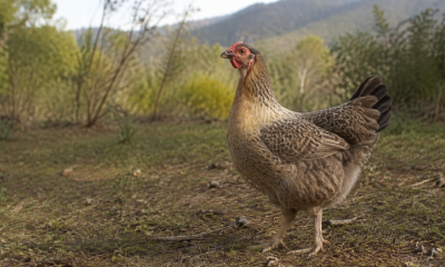 Gallina de plumaje natural en un entorno rural del valle central de Chile