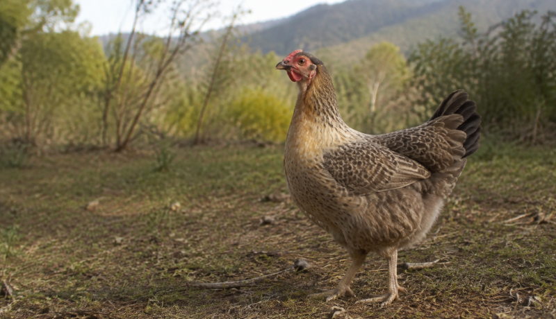 Gallina de plumaje natural en un entorno rural del valle central de Chile