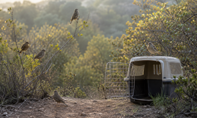 Aves silvestres junto a una jaula de transporte abierta en un entorno natural