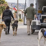 Voluntarios trasladan perros de forma segura durante un operativo de rescate en una imagen editorial referencial