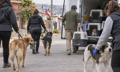 Voluntarios trasladan perros de forma segura durante un operativo de rescate en una imagen editorial referencial