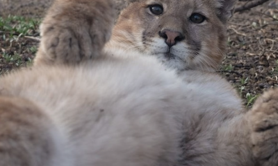 puma "posa" tierno en panquehue: impactante registro en valparaíso