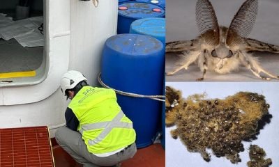 valparaíso: sag detecta peligrosa plaga forestal de japón