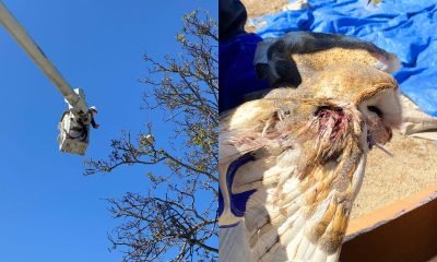 rescate de lechuza en nogales: peligro de volantines para fauna