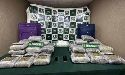 carabineros: gran incautación de marihuana en nogales