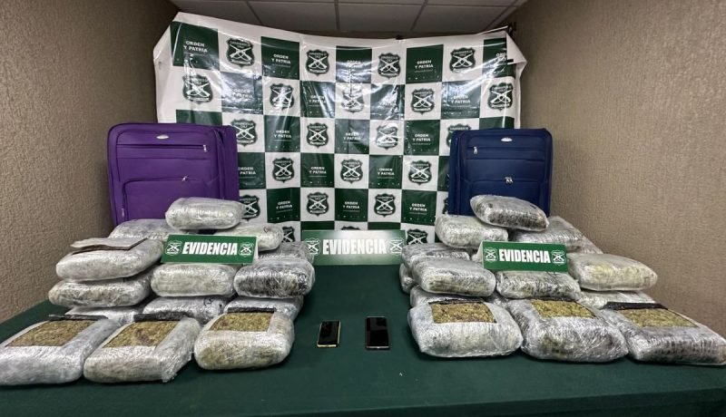 carabineros: gran incautación de marihuana en nogales