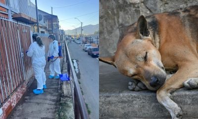 distemper canino en el melón: brote más agresivo