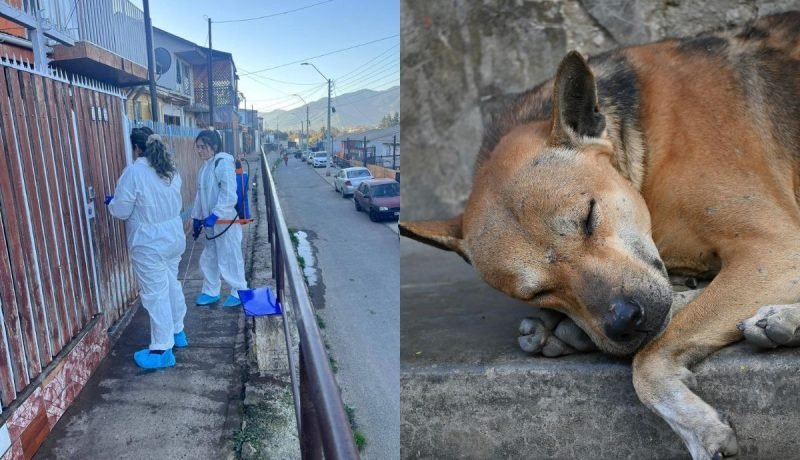 distemper canino en el melón: brote más agresivo