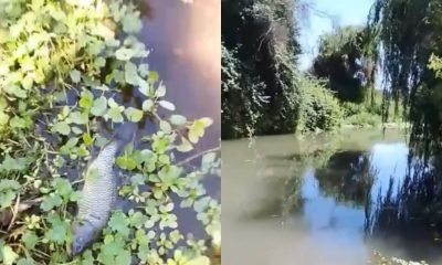 muerte de peces en humedal el litre: ¿contaminación en la calera?