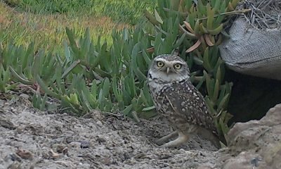 pequén en humedal los maitenes: Éxito en conservación de codelco ventanas