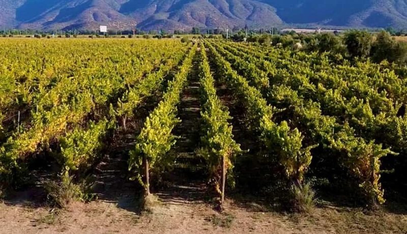 casablanca y valparaiso invitan a participar en los best of wine tourism awards 2026