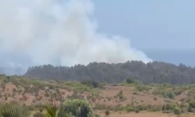 🔥 incendio forestal afecta reserva longotoma en papudo y la ligua