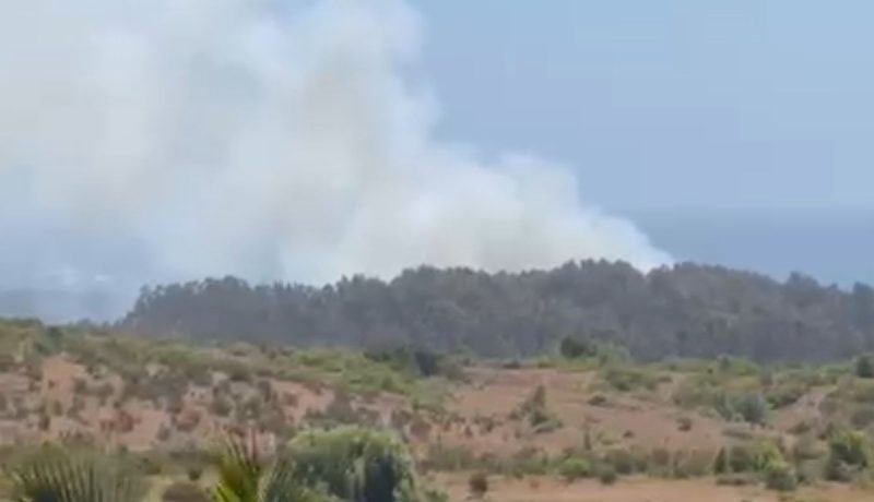 🔥 incendio forestal afecta reserva longotoma en papudo y la ligua