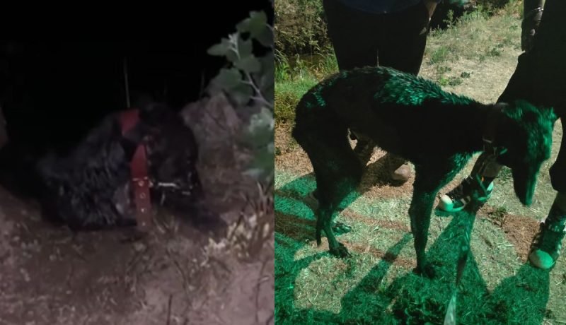 la calera: rescate de perro maltratado en canal waddington