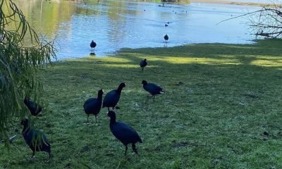 preservación del humedal de papudo: un llamado urgente a cuidar el entorno