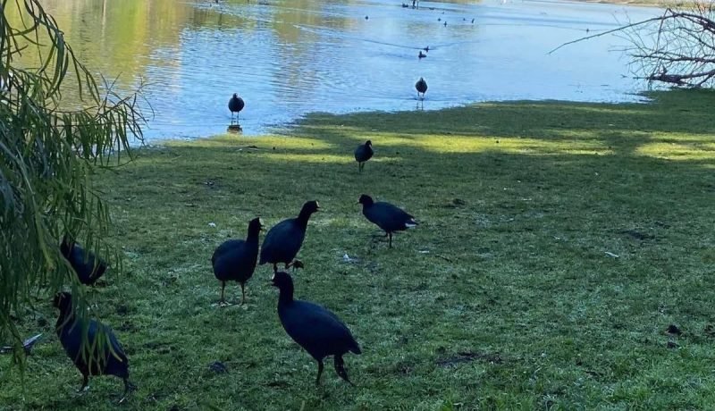 preservación del humedal de papudo: un llamado urgente a cuidar el entorno