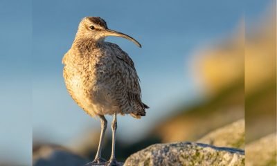 festival de aves migratorias en mantagua: celebrando la conservación en valparaíso