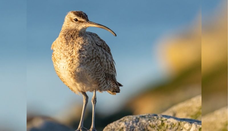 festival de aves migratorias en mantagua: celebrando la conservación en valparaíso