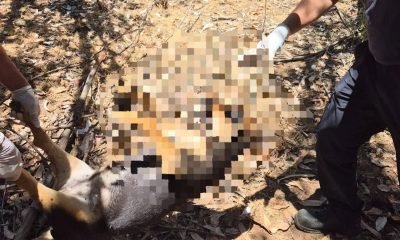 olmué: querella municipal por brutal maltrato animal contra perros