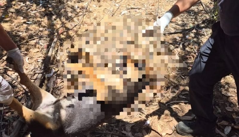 olmué: querella municipal por brutal maltrato animal contra perros