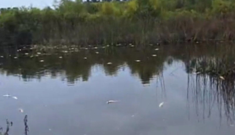 humedal de mantagua: investigan masiva mortandad de peces