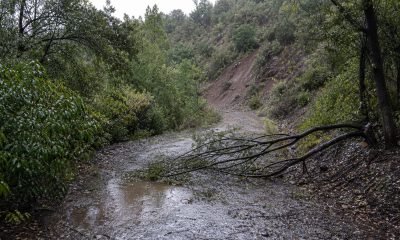 Sendero anegado y árbol caído tras lluvias en una reserva natural