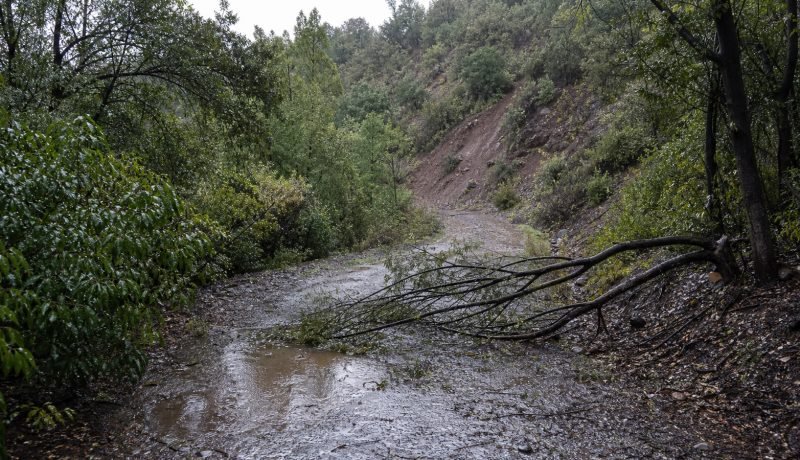 Sendero anegado y árbol caído tras lluvias en una reserva natural