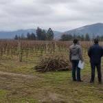 Tres personas observan restos de poda en un viñedo de Casablanca