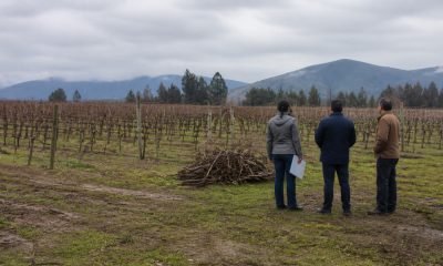 Tres personas observan restos de poda en un viñedo de Casablanca