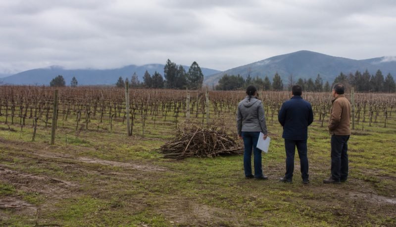 Tres personas observan restos de poda en un viñedo de Casablanca