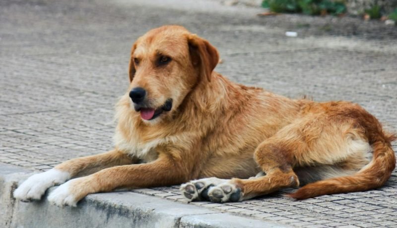nogales controla brote de distemper canino: claves para la prevención