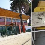 grave plaga de roedores afecta escuela en villa alemana